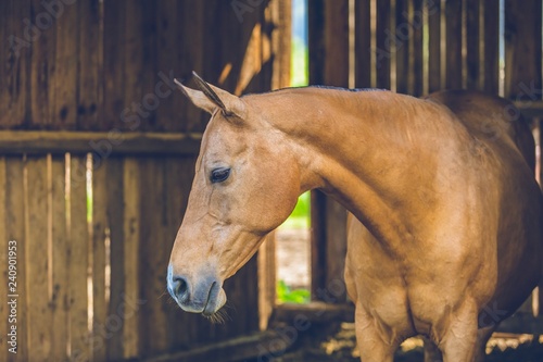 Fototapeta Naklejka Na Ścianę i Meble -  Cute calm brown horse standing in a shadow of a stable, close up portrait, wooden planks in background, sunny summer day at a farm, blue sky and green grass behind open door