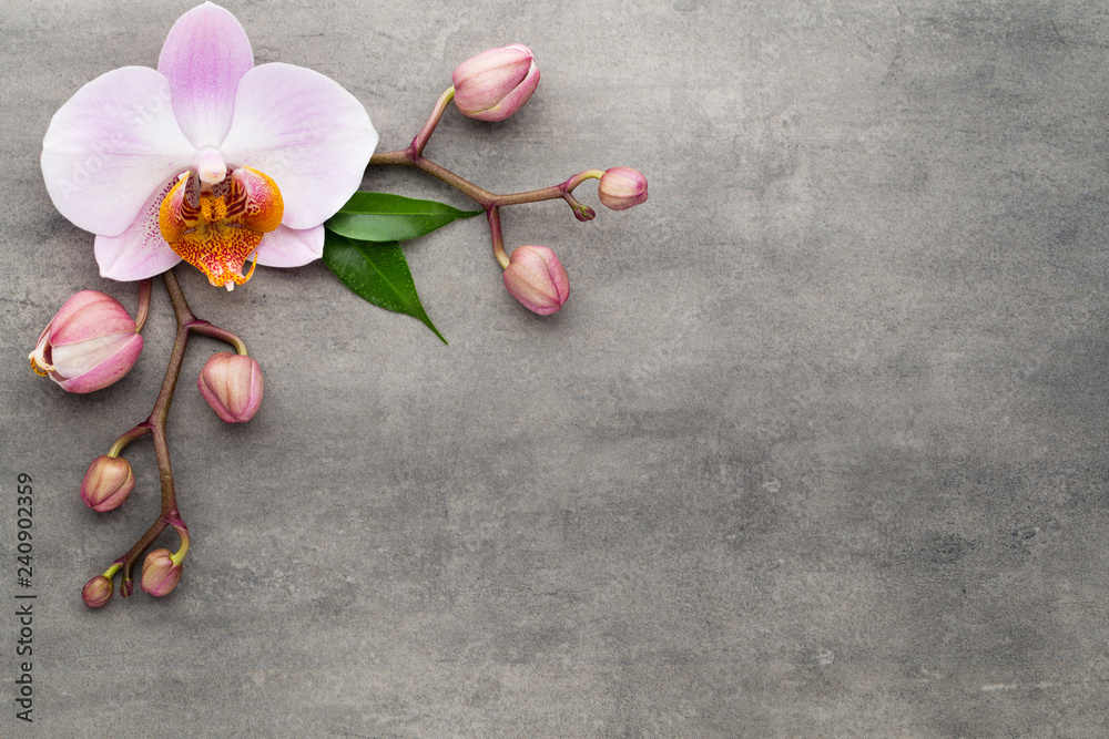Spa orchid theme objects on grey background. Spa orchid theme objects on grey background.