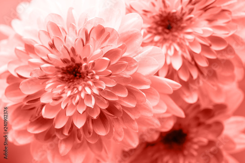 Dahlia flowers close up for living coral  background.