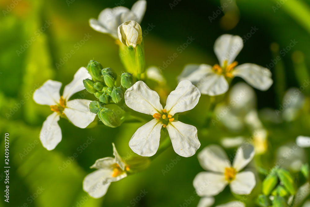 Arugula rucula white flowers detail