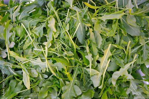 Photos Arugula or Rucula vegetable edible plant
