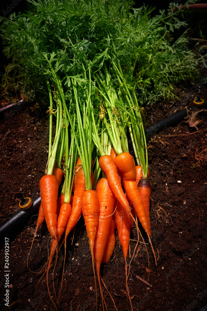 Fresh carrots just harvested in homestead Fresh carrots just harvested in homestead