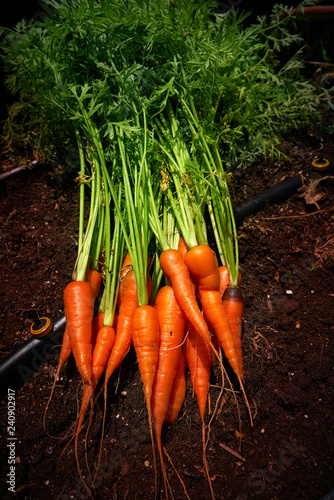 Fresh carrots just harvested in homestead