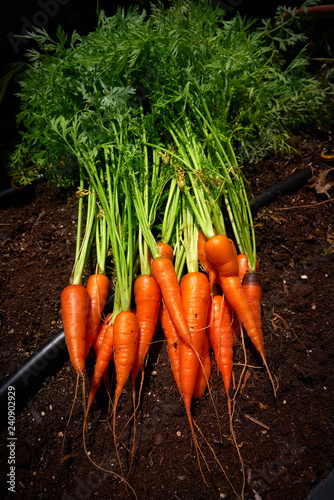 Fresh carrots just harvested in homestead