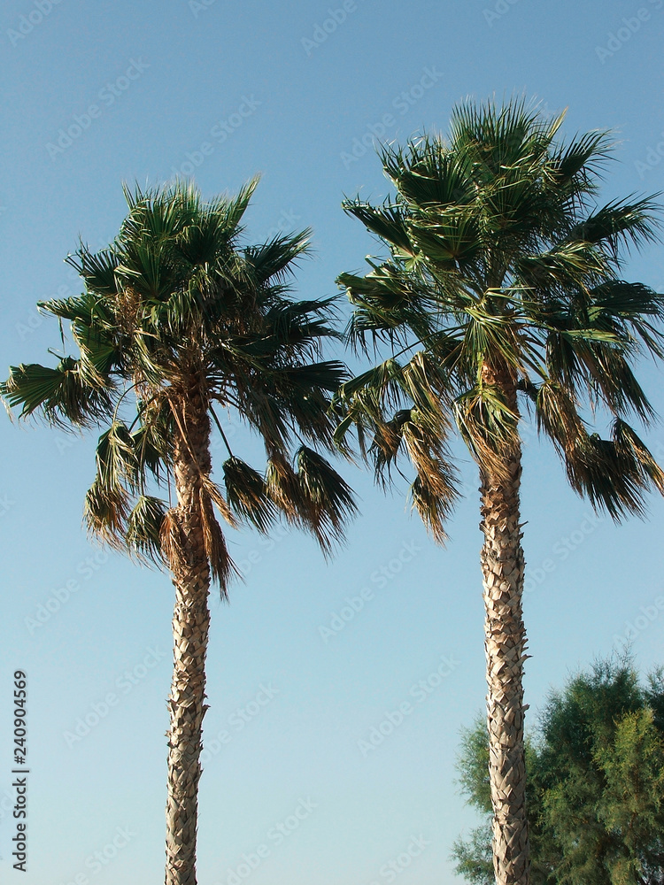 Obraz premium palm_trees