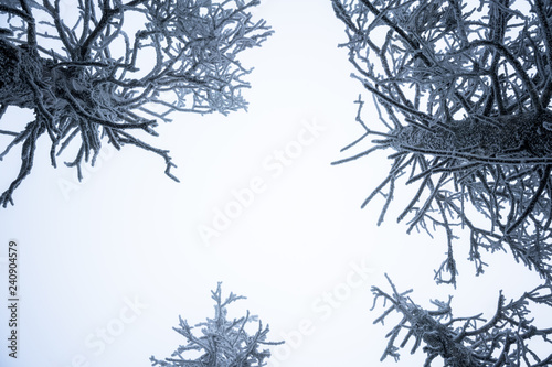 Frozen treetops