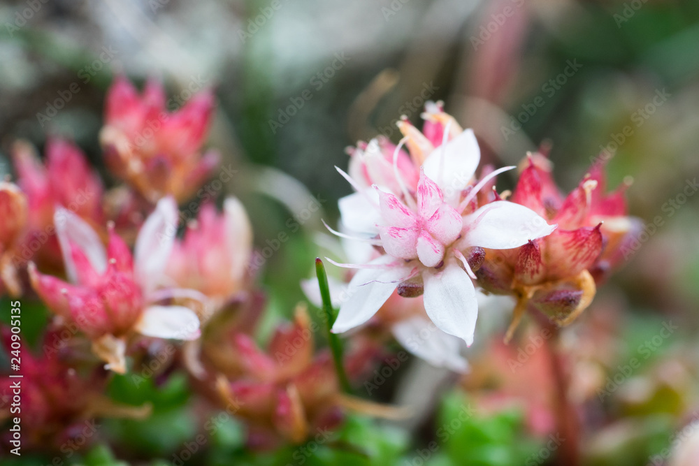 Closeup of English Stonecrop flowers (Sedum anglicum) in Scottish Heathland