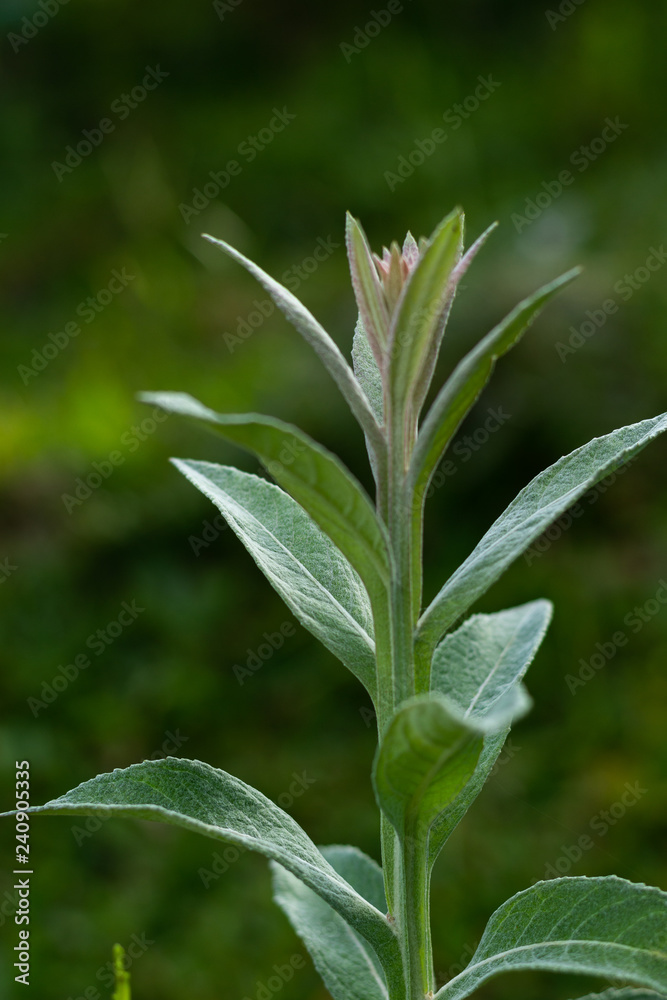 green wild plant with dark green blured backgrond