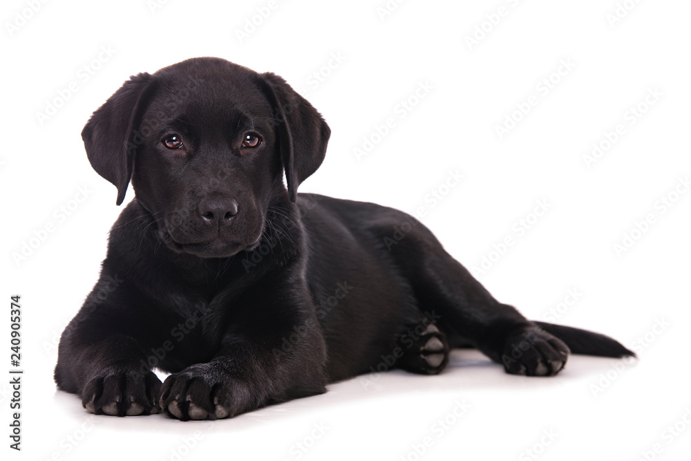 Labrador puppy isolated on white background