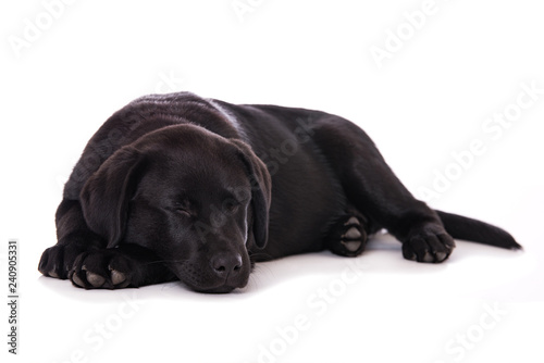 Sleeping labrador puppy isolated on white background