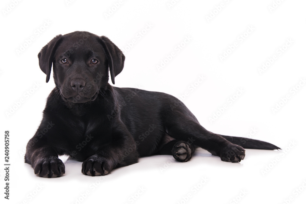Labrador puppy isolated on white background Labrador puppy isolated on white background