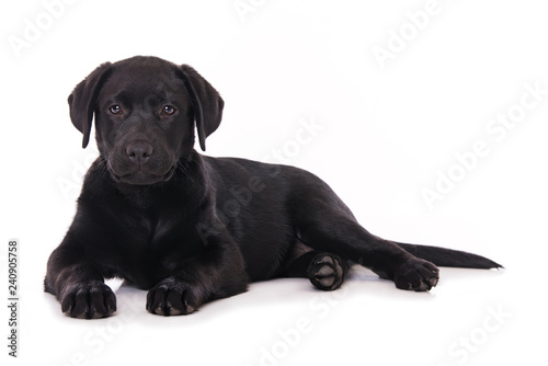Fototapeta Naklejka Na Ścianę i Meble -  Labrador puppy isolated on white background