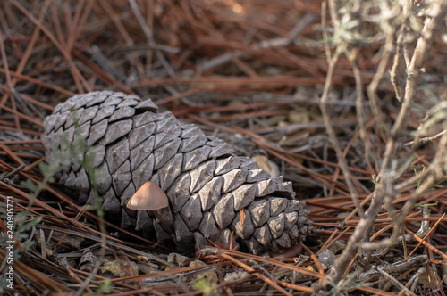 pine cones on green grass