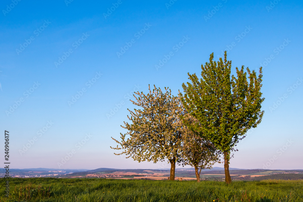 Landscape with cherry trees and clear sky at spring Landscape with cherry trees and clear sky at spring