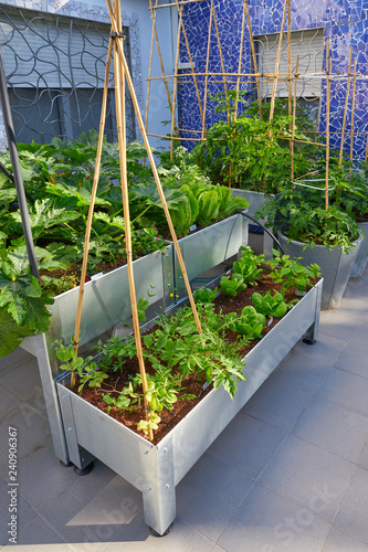 Raised bed orchard urban garden photo