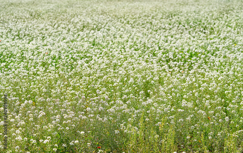 White spring flowers meadow in Mediterranean White spring flowers meadow in Mediterranean
