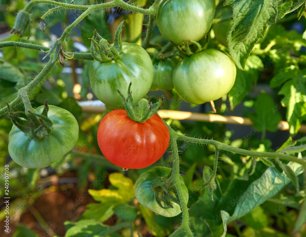 Red tomato in tomatoes orchard field