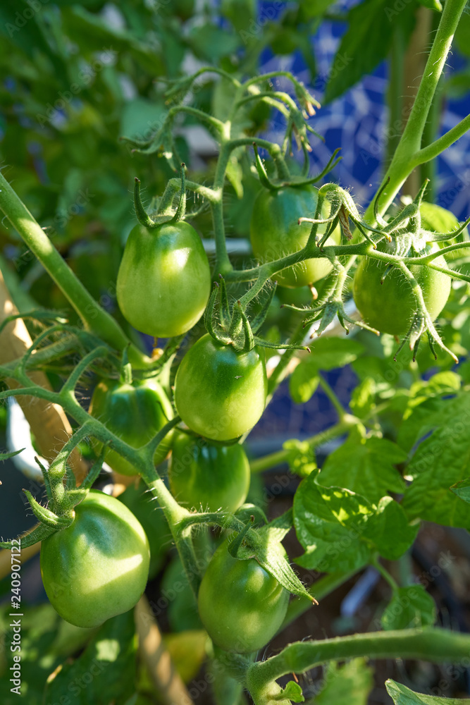 Green tomato in tomatoes orchard field