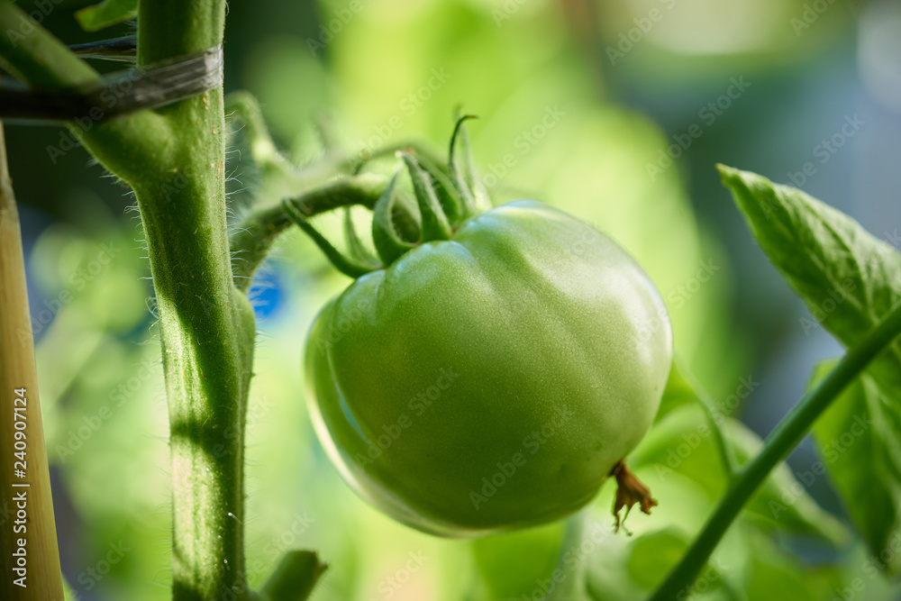 Green tomato in tomatoes orchard field Green tomato in tomatoes orchard field
