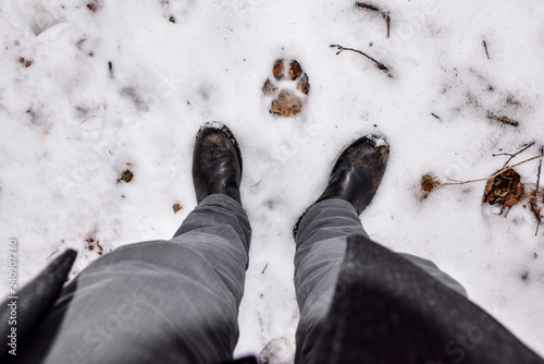 Mountain Lion paw print in the snow