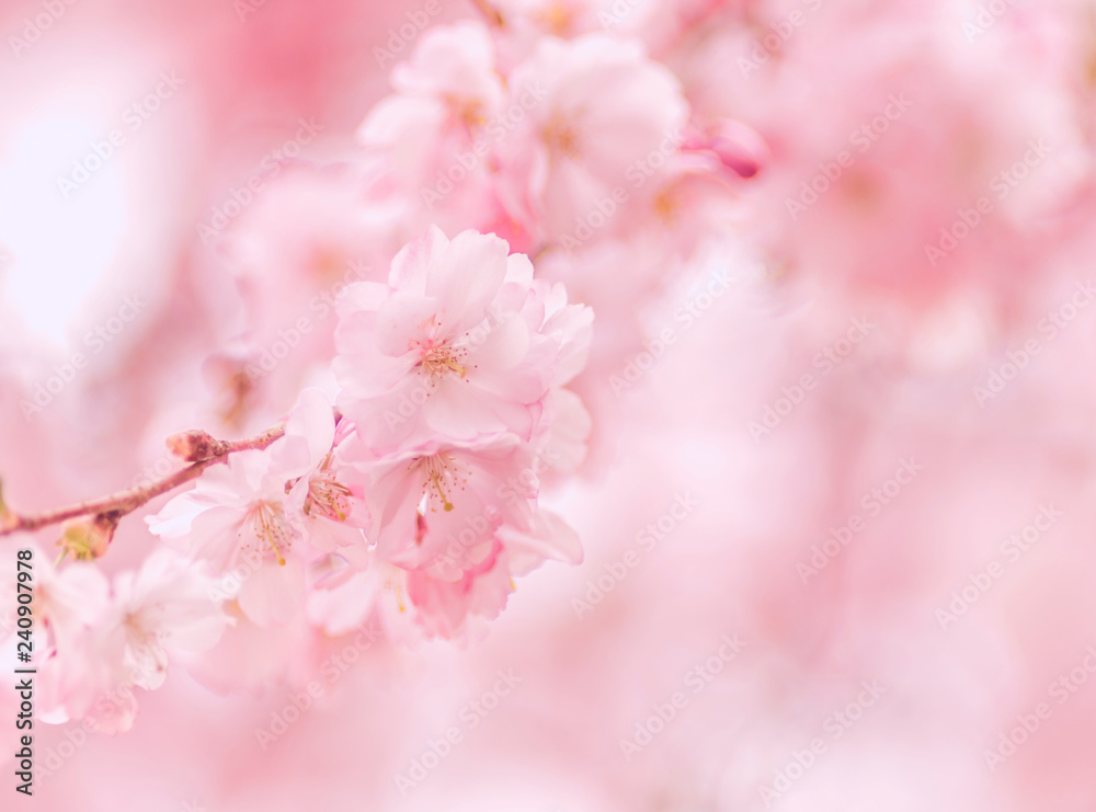 Zweig Kirschblüten, Zierkirsche, romantisch, Hintergrund