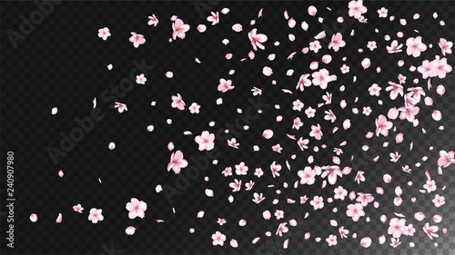 Nice Sakura Blossom Isolated Vector. Spring Falling 3d Petals Wedding Border. Japanese Blooming Flowers Wallpaper. Valentine, Mother's Day Tender Nice Sakura Blossom Isolated on Black