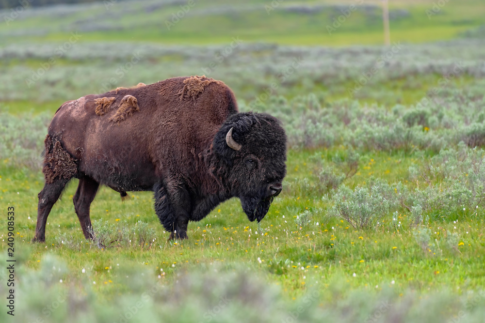 American Bison in the Lamar Valley of Yellowstone National Park USA American Bison in the Lamar Valley of Yellowstone National Park USA