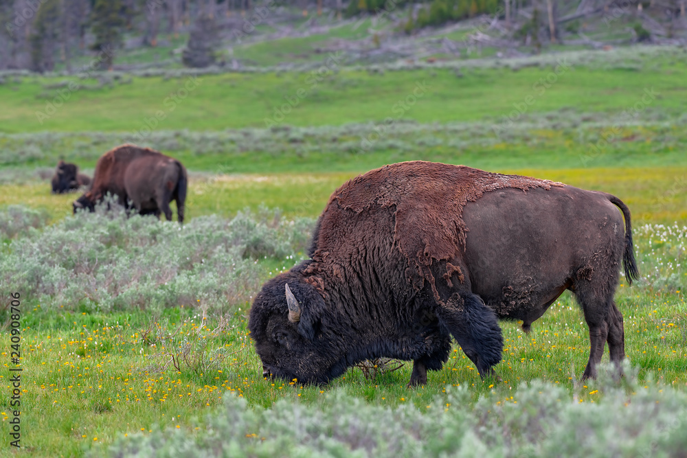 American Bison in the Lamar Valley of Yellowstone National Park USA
