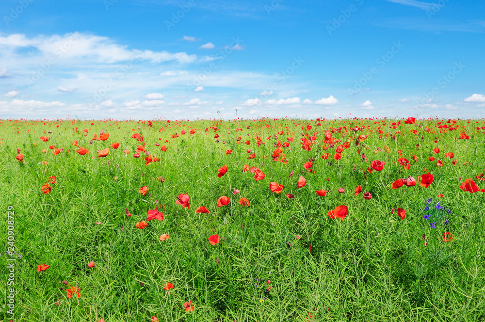 Bright scarlet poppies on background of green rapeseed and blue sky.