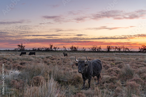 Stier in der Camargue / Stierkampfarena / Südfrankreich
