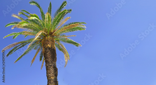 strong broad palmtree with blue sky in the background