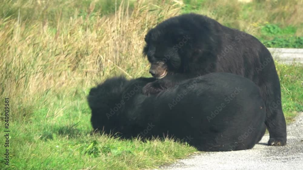 Two Asian Black Bear (ursus thibetanus) plays wrestling Two Asian Black Bear (ursus thibetanus) plays wrestling