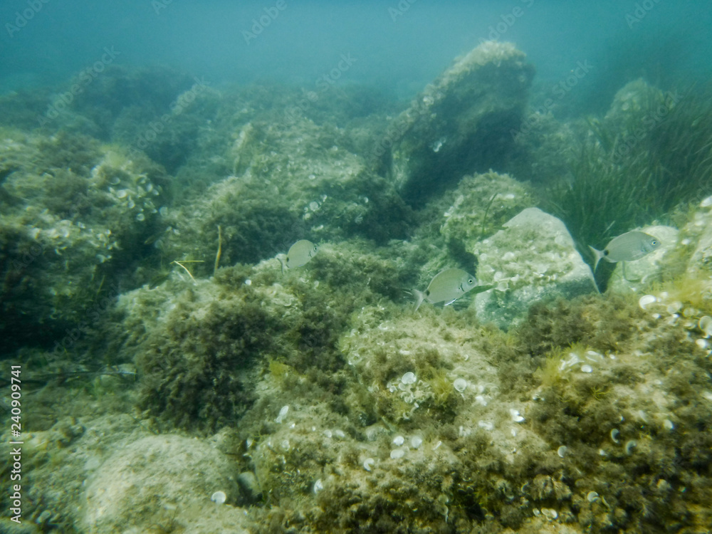 Fototapeta premium Seaweed