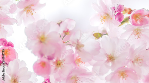 Zweig Kirschblüten, Zierkirsche, romantisch, Hintergrund © Gisela