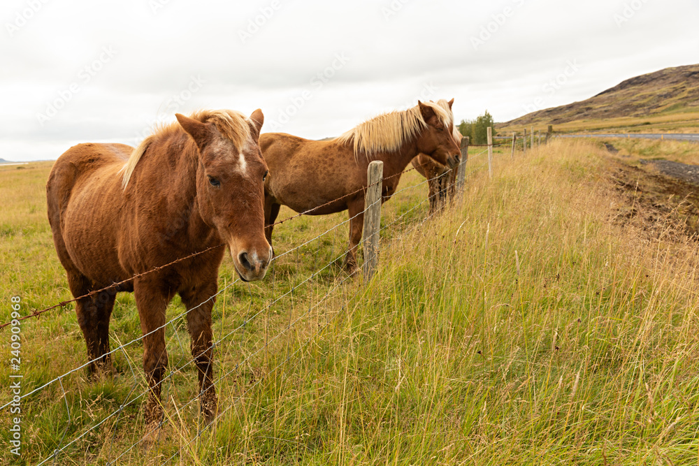 Obraz premium Caballo en el campo en Islandia en día nublado.