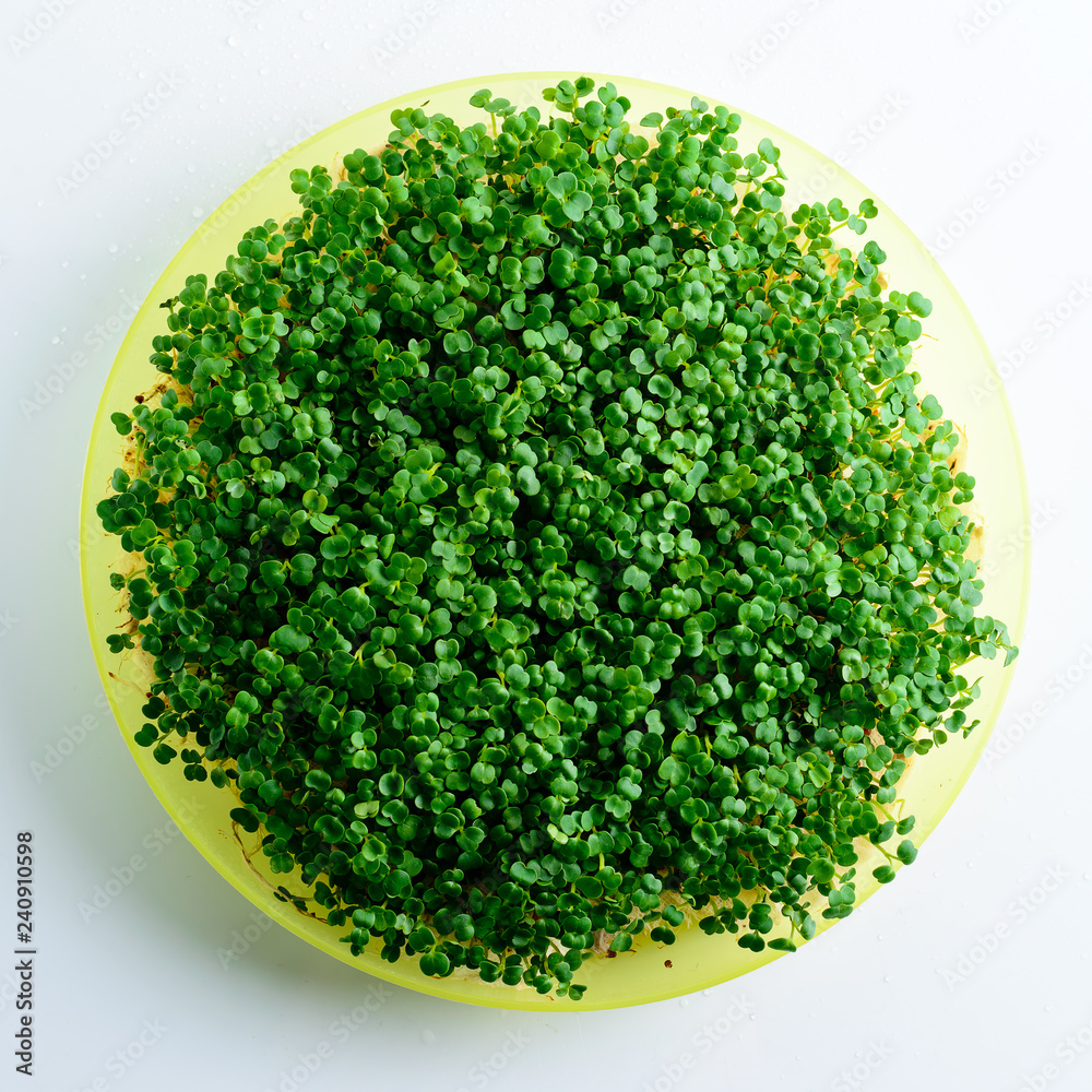 microgreen arugula sprouts in a plate on a light background Raw sprouts microgreen arugula sprouts in a plate on a light background Raw sprouts