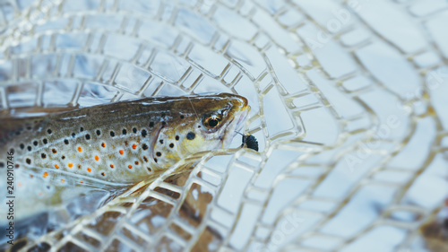 Fotografie Trout caught in landing net. Fishing for trout.