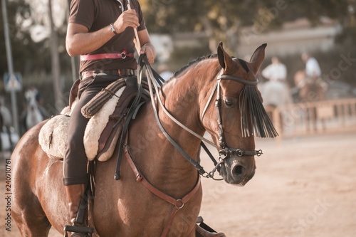 montando caballos andaluces en acción © Julio