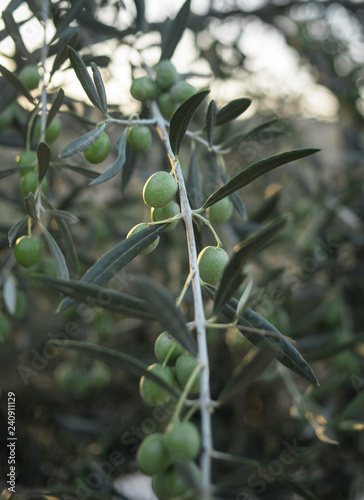 fondo de aceitunas en un olivo europeo