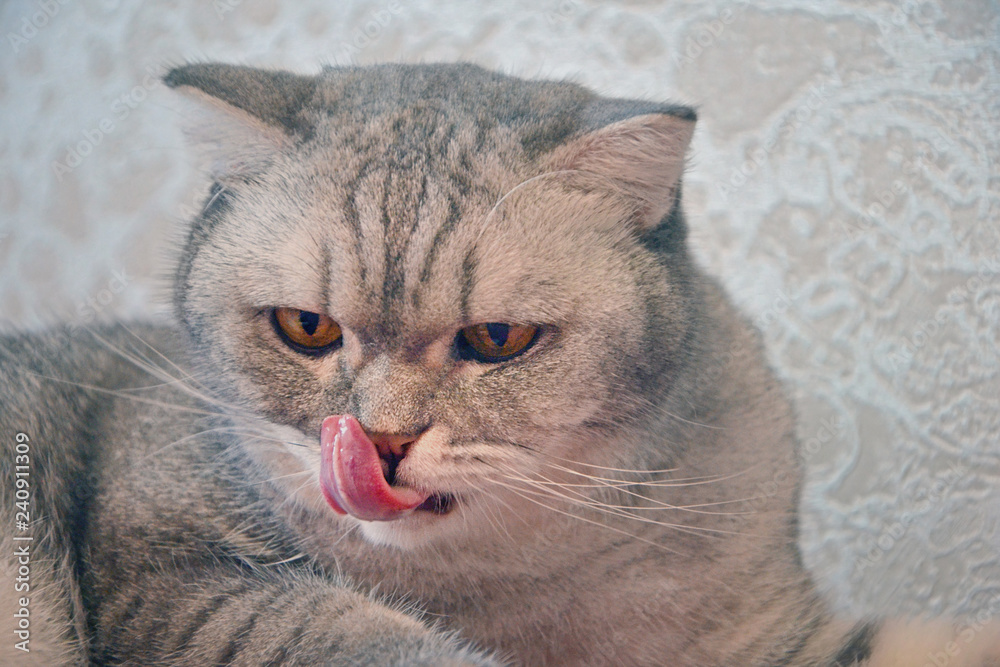 Angry Face Cat On A Table With Big Backgrounds