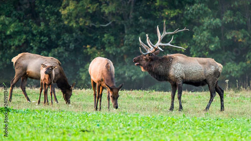 Pennsylvania Elk