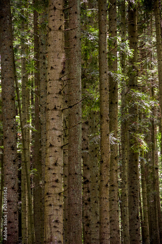 Naklejka premium a spruce forest