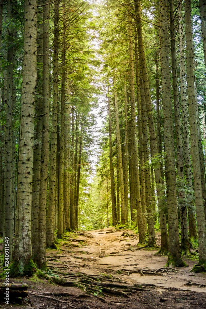 Fototapeta premium a spruce forest