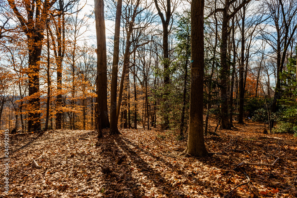 Obraz premium Arboretum in Winter