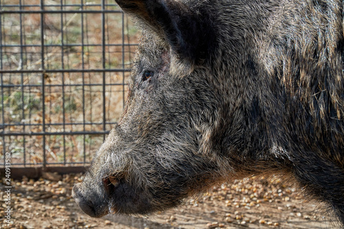 Wild boars caught in a box trap
