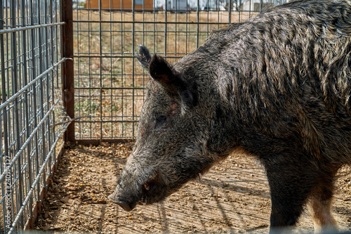 Wild boars caught in a box trap