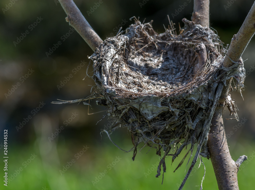 Bird Nest in a Rhus Typhinia on the Side of the Road