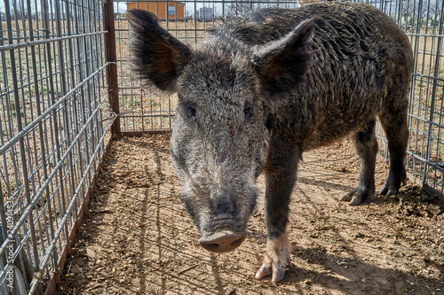 Wild boars caught in a box trap