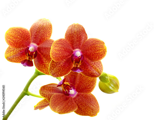 Orchideen, Orchidaceae, isoliert vor weißem Hintergrund