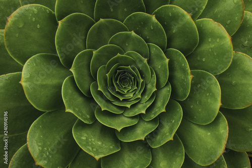 Top view of dark green succulent plant. Natural background with soft focus